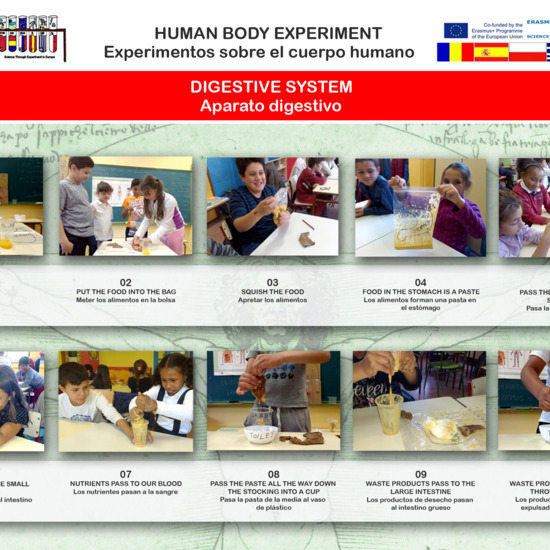 Human Body experiment 03 Digestive system