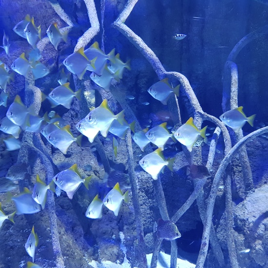 Aquarium Xanadú II 3ºB  7