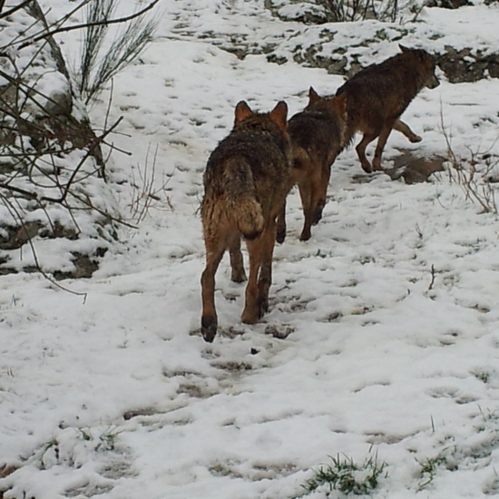 Lobos nieve