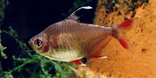 Tetra (Hyphessobrycon bentosi)