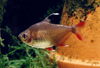 Tetra (Hyphessobrycon bentosi)