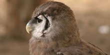 Búho de Verreaux o Búho lechoso (Bubo lacteus)