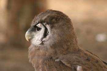 Búho de Verreaux o Búho lechoso (Bubo lacteus)