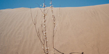 Planta en una duna, Namibia