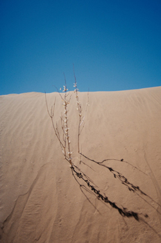 Planta en una duna, Namibia