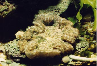 Anemona simbionte (Stoichactis haddoni)