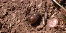 Trypocopris pyrenaeus coruscans