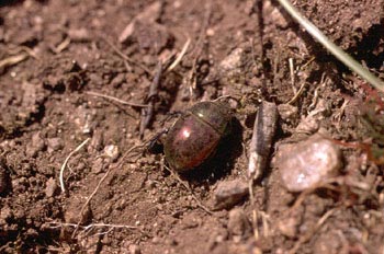 Trypocopris pyrenaeus coruscans