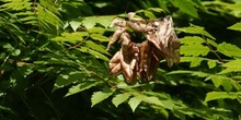 árbol de los farolillos (KoelreuteriaPaniculata)