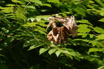 árbol de los farolillos (KoelreuteriaPaniculata)