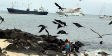Fragatas al acecho del pescado en laIsla San Cristóbal, Ecuador