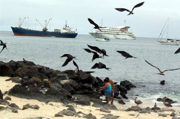 Fragatas al acecho del pescado en laIsla San Cristóbal, Ecuador