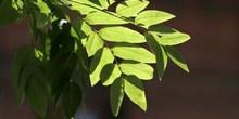 Falsa acacia de Japón - Hoja (Sophora japonica)