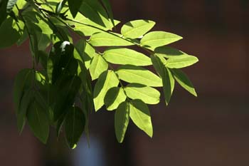Falsa acacia de Japón - Hoja (Sophora japonica)
