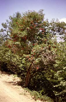 Saúco rojo - Porte (Sambucus racemosa)