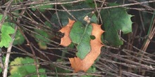 Encina - Hoja (Quercus ilex)