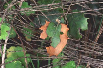 Encina - Hoja (Quercus ilex)