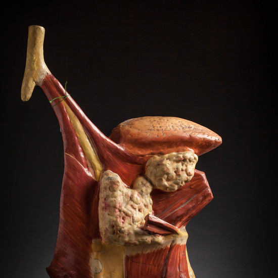 IES_CARDENALCISNEROS_ANATOMIA_MODELOS_083