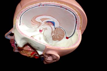 Sección de la cabeza vista superior