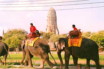 Elefantes en Ayutthaya, Tailandia