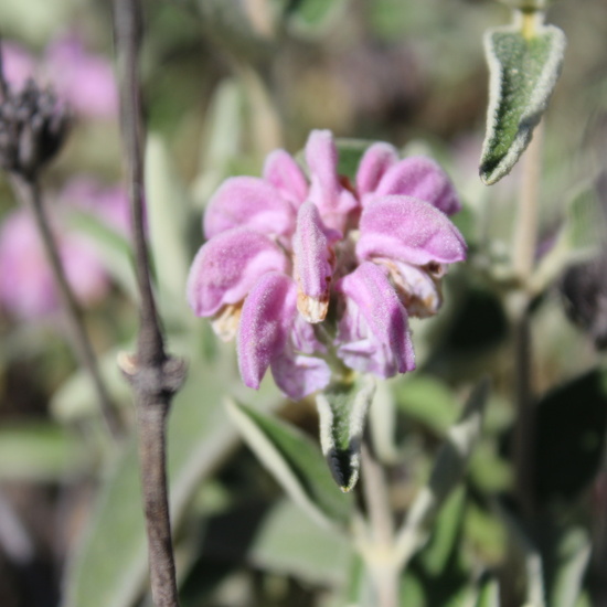 Salvia lavandulifolia