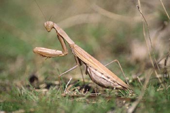 Santa Teresa (Mantis religiosa)