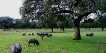 Cerdos en la dehesa, Extremadura