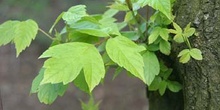 Arce negundo - Hoja (Acer negundo)