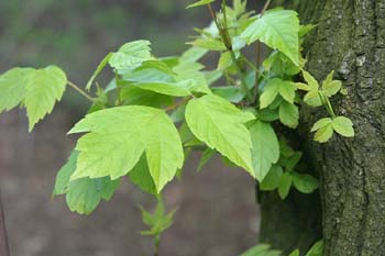 Arce negundo - Hoja (Acer negundo)