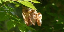 árbol de los farolillos (KoelreuteriaPaniculata)