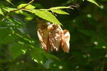 árbol de los farolillos (KoelreuteriaPaniculata)