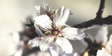 Almendro - Flor (Prunus dulcis)