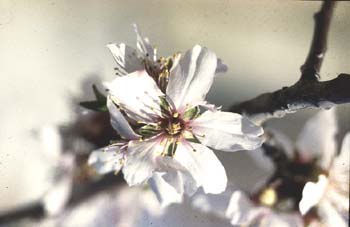 Almendro - Flor (Prunus dulcis)