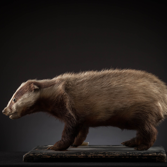 IES_SANISIDRO_MUSEO_Zoolgía_136