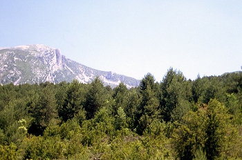 Pinar en Sierra de Guara