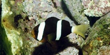 Pez payaso (Amphiprion clarckii)