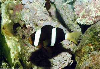 Pez payaso (Amphiprion clarckii)