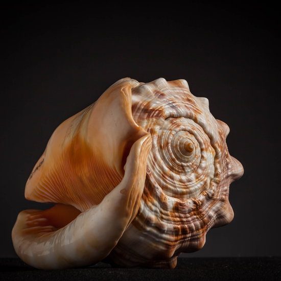 IES_CARDENALCISNEROS_CONCHAS_167