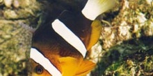 Pez payaso (Amphiprion clarckii)