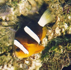 Pez payaso (Amphiprion clarckii)