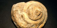 Conotomaria mailleana (Gasterópodo) Cretácico