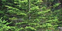 Abeto blanco - Porte (Abies alba)