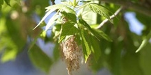 Arce negundo - Flor (Acer negundo)