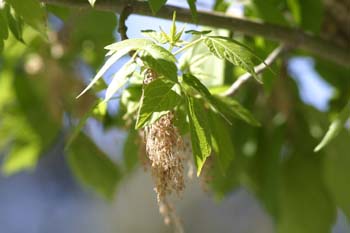 Arce negundo - Flor (Acer negundo)