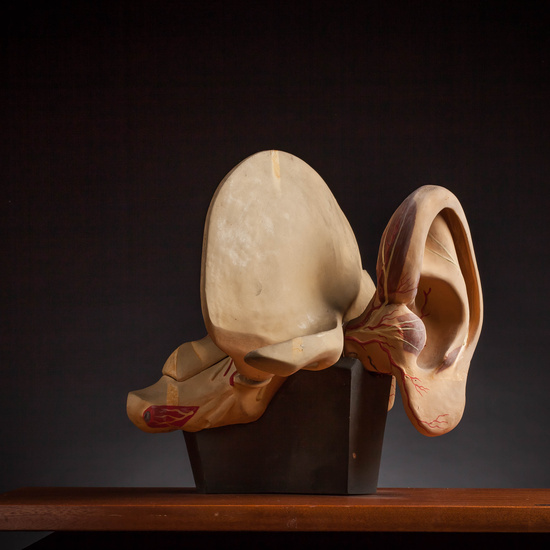 IES_CARDENALCISNEROS_ANATOMIA_MODELOS_052