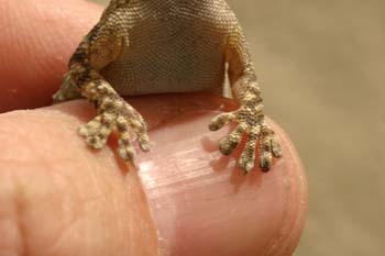 Salamanquesa común (Tarentola mauritanica)