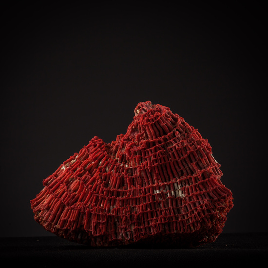 IES_SANISIDRO_BIOLOGIA_442