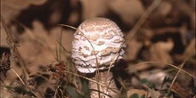 Parasol (Macrolepiota procera)