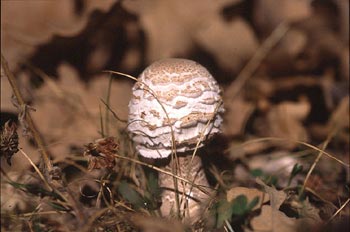 Parasol (Macrolepiota procera)