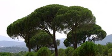 Pino piñonero-Porte (Pinus pinea)